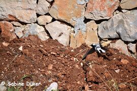 ♂ , Primošten 06/2019