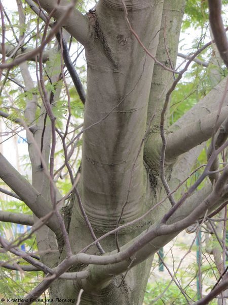 Datei:Acacia dealbata Link, 1822 SvFiJa 180418 12296 k.jpg