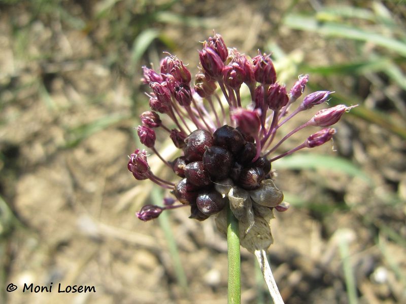 Datei:Allium scorodoprasum Linné, 1753, Viech 120724 550.jpg
