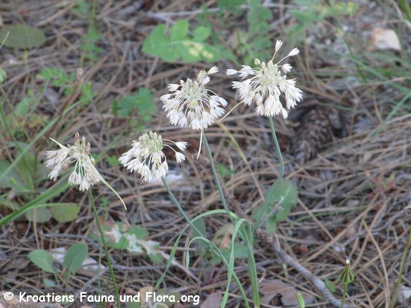 Datei:Allium tenuiflorum Tenore, 1814 Vir 130614 2677.JPG