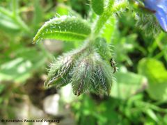 Blütenknospen, Nin 05/2012