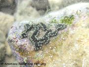 Botrylloides leachi Savigny, 1816 - Mäander-Ascidie, Fundort:Vir 09/2012, Meerestier