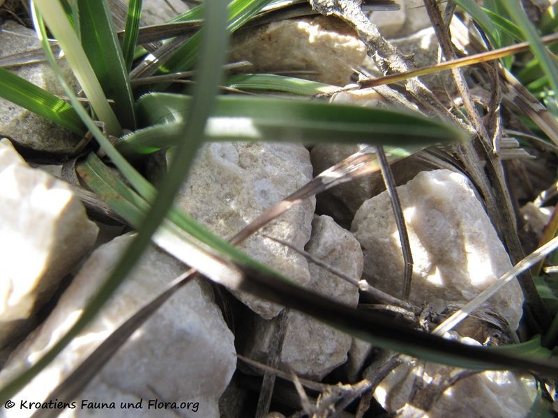 Datei:Colchicum cupanii Gussone, 1827 Vir 130105 0153.jpg