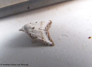 Nola chlamitulalis Hübner, 1813 Vir 140521 3547 k.jpg