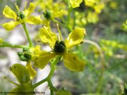 Ruta graveolens Linné, 1753 - Edelraute, smrdljiva rutvica. Fundort: Vir 05/2014, Heilpflanze, Essbare Pflanze , Giftpflanze