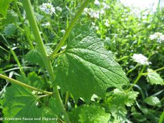Stängel, Neustadt an der Waldnaab 05/2017