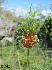 Allium scorodoprasum Linné, 1753 Vir 120529 706.jpg