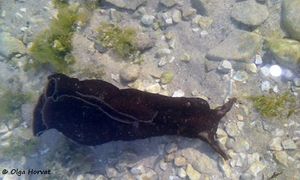 AplyDepi von Olga Horvat 160523.jpg