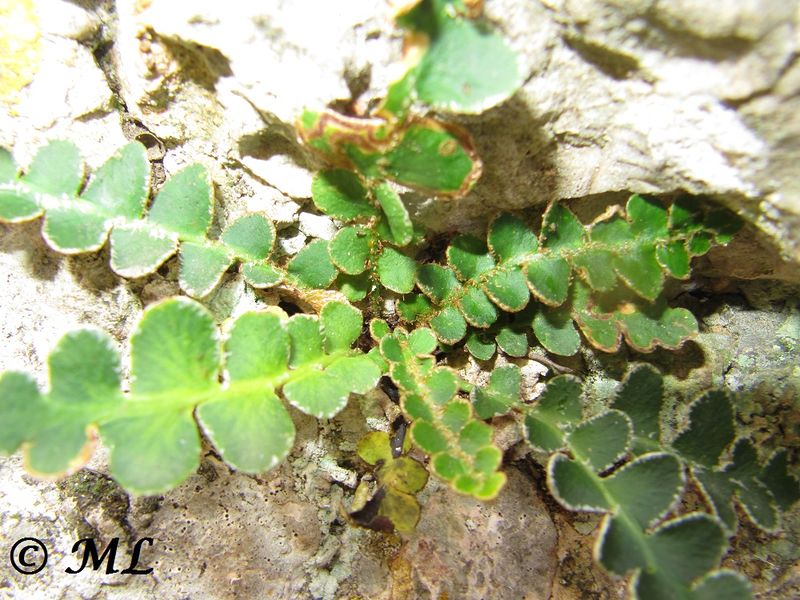 Datei:Asplenium ceterach Linné, 1758 Kličevica 131118 5978.jpg