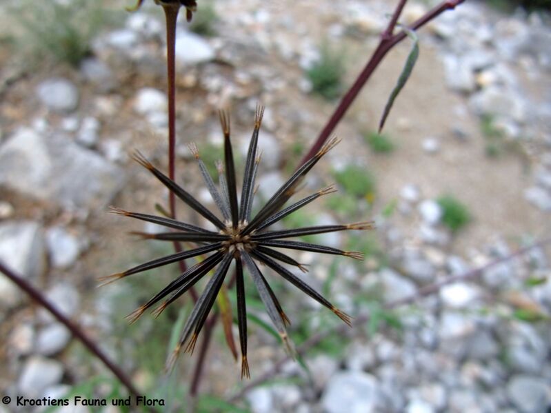 Datei:BidSubal Fru1 Senj 141016 6178.JPG