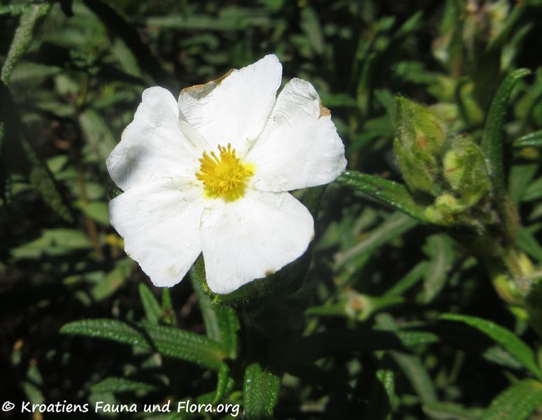 Datei:Cistus monspeliensis Linné, 1753 Saka 180422 12530.jpg