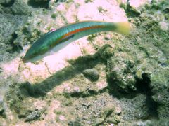 Übergang zum Männchen, Vir 06/2011