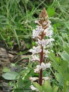Orobanche crenata Forsskål, 1775 - Kerbige Sommerwurz, narovašeni volovod. Fundort: Sukošan 05/2016