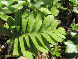 Poly vul Roš 150329 0024.jpg