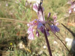 Allium telmatum Bogdanović, Brullo, Giusso & Salmeri, 2009 Vir 130907 4062.jpg