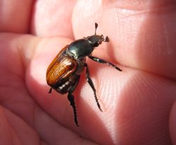 AniAgri Zad 140607 3917.jpg