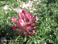 Anthyllis vulneraria Linné, 1753, Vir 120505 313.jpg