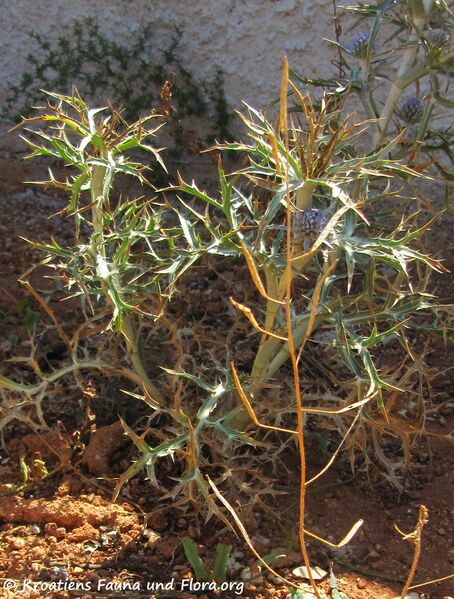 Datei:Bla 2 ErynAme Vir 120731 579.jpg