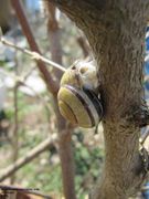 Damit verschließt sie das Haus, nur das Atemloch bleibt offen, Heselbach 04/2011