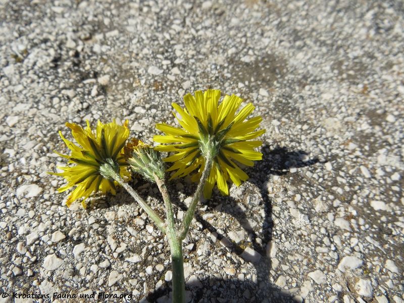 Datei:Crepis sancta (L.) Babcock, 1941 Vir 180308 11167 k.jpg