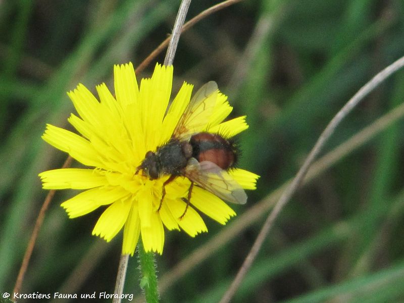 Datei:EctoCrass Vir 131102 5805.jpg