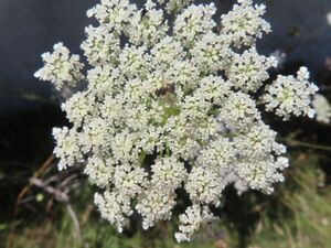 Gymnosoma rotundatum Linné, 1758 Vir 230715 4206.JPG