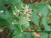 Actaea spicata Linné, 1753 - Ähriges Christophskraut, klasasta habulica. Fundort: Österreich, Heilpflanze, Giftpflanze