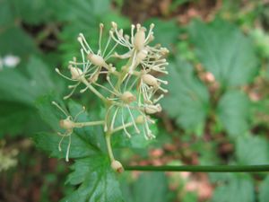 Act spi Spi 130719 3241.jpg