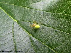 ♀ auf Celtis australis Linné, 1753, Paljuv/Novigrad 05/2018