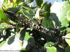 Auf einem Zweig von Laurus nobilis Linné, 1753 - Echter Lorbeer, lovor, Zadar 01/2017