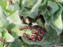 Frisch geschlüpfte Larven, Vir 04/2011