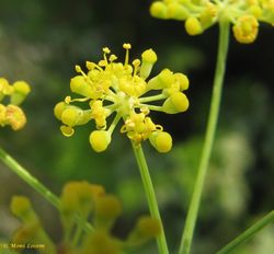 Foeniculum vulgare Miller, 1768, Vir d 110904 33.jpg