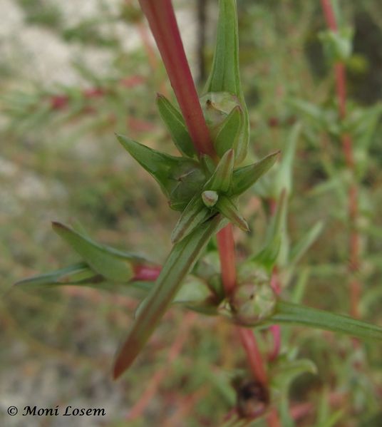 Datei:Kali tragus Scopoli, 1771 Vir 110912 29.jpg