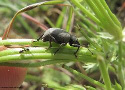 Auf ♀ auf Scandix pecten-veneris Linné, 1753 - Venuskamm, venerina cešljika, Senj Burg Nehaj 04/2014