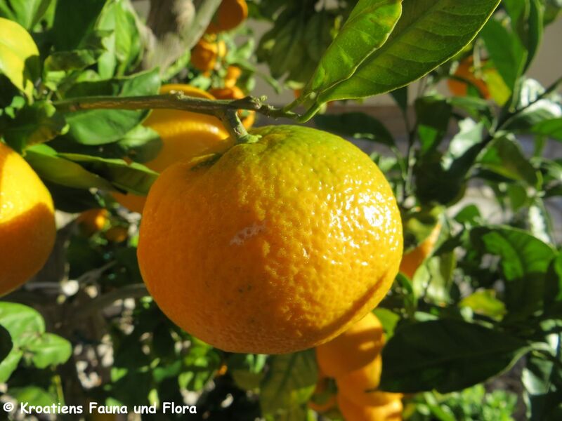 Datei:Citrus reticulata Blanco, 1837 Zad 171026 9678.JPG