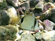 Diplodus vulgaris Geoffroy Saint-Hilaire, 1817 - Zweibinden-Brasse, fratar. Fundort: Vir 09/2014, Gefährdetes Tier , Meerestier