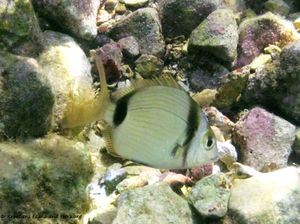 Diplodus vulgaris Geoffroy Saint-Hilaire, 1817 Vir 140909 5780.jpg