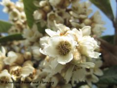 Einzelblüte, Petrčane 10/2012