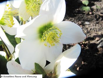 HellebNiger Hes 140311 07126.jpg