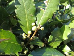 Knospe, Insel Vir 02/2016