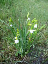 Leucojum aestivum Linné, 1759 Vrsi 190409 0626.JPG