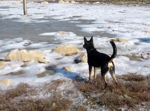 180227 Salziger Schaum 3.jpg