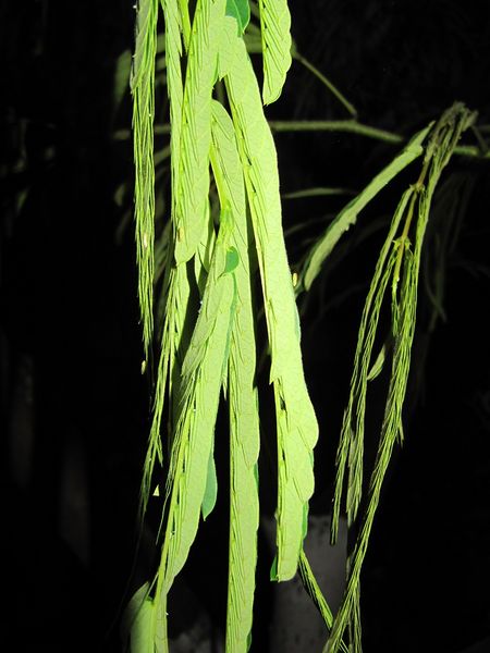 Datei:Albizia julibrissin nachts Vir 110613 40 Vir.jpg