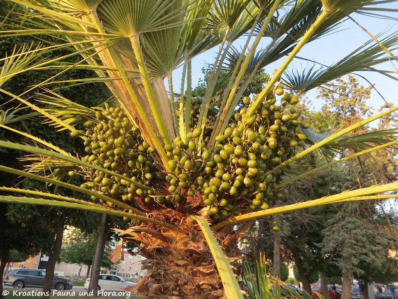 Datei:Chamaerops humilis Linné, 1753 Zad 180702 14323.jpg