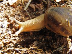 CornAsp Vir 120915 2610.jpg