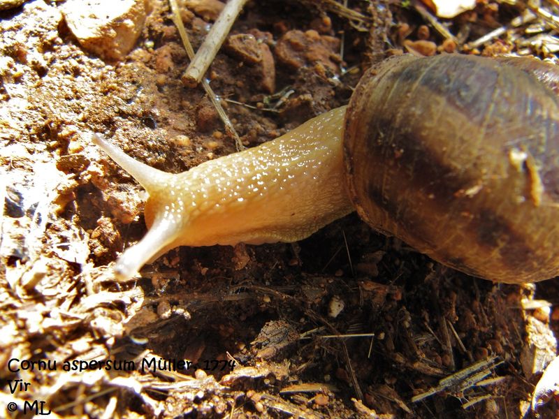 Datei:CornAsp Vir 120915 2610.jpg