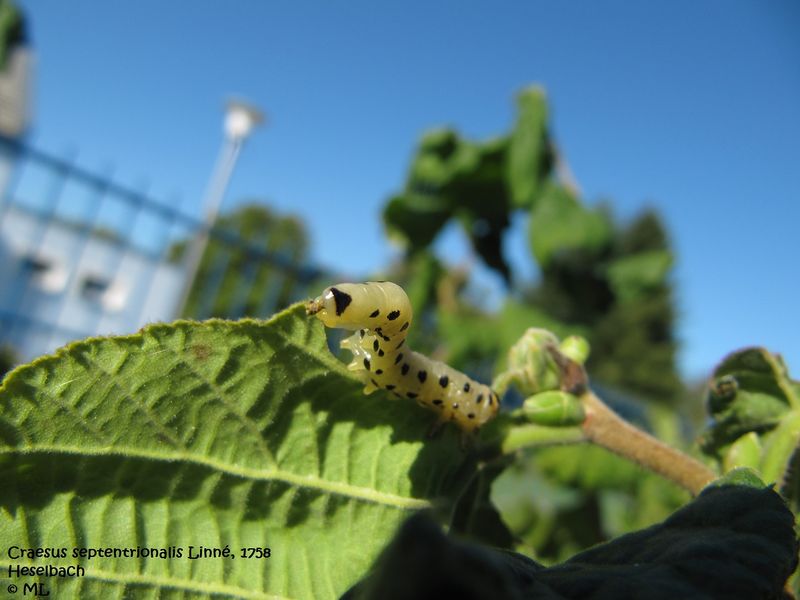 Datei:CraesSept Hes Heselb 111002 23.jpg