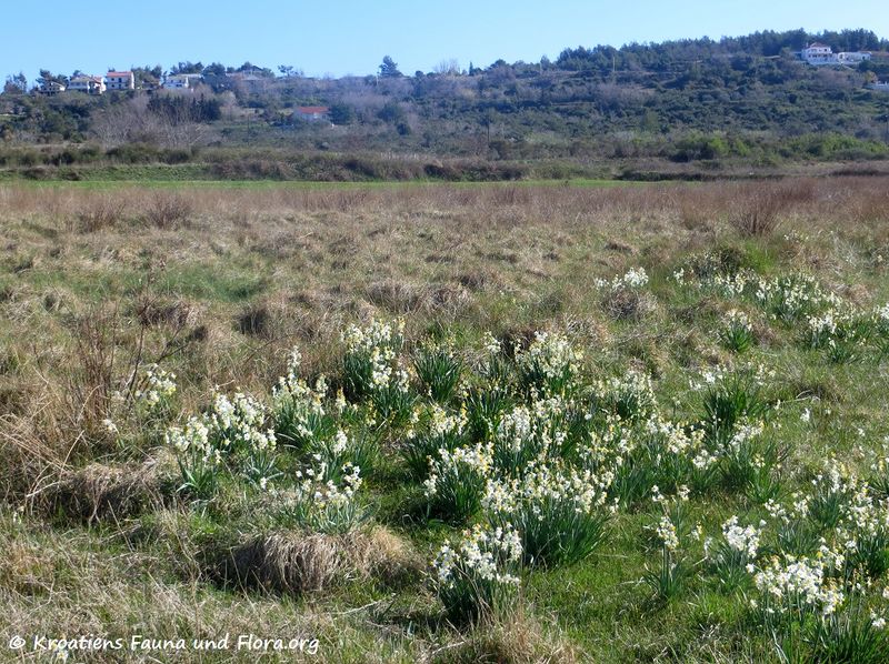 Datei:Narcissus tazetta Linné, 1753 Ljubač 170329 6983.jpg