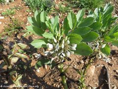 Sveti Petar na moru 03/2018