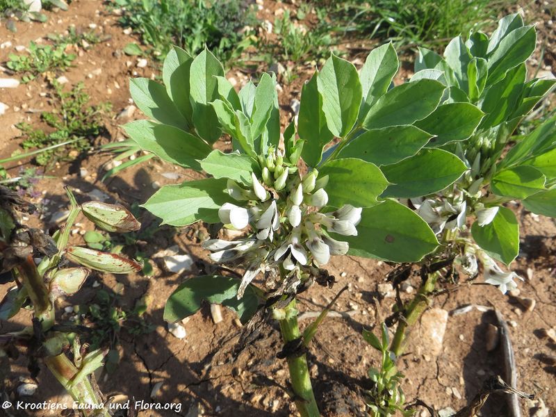 Datei:Vicia faba Linné, 1753 SvPe 180326 113644 txt.jpg